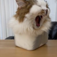 箱の中に入ってあくびをする猫