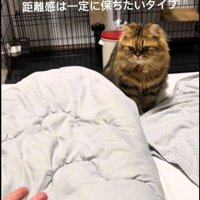 ベッドの上に座っている猫