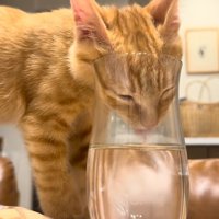 コップの水を飲む猫