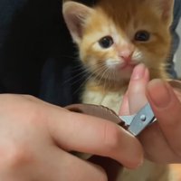 爪切りされている子猫