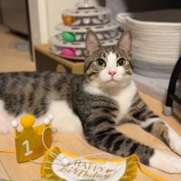 横になる猫