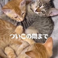 ハンモックに集まる3頭の子猫