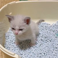 トイレの中で真剣な顔をする子猫