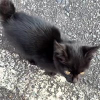 近寄ってきた黒猫