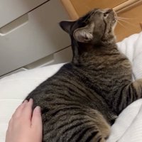 トントンしてもらう猫