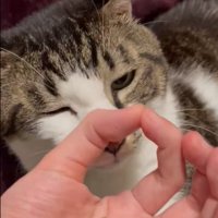 輪っかを見つめる猫