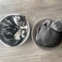 室内にいる猫