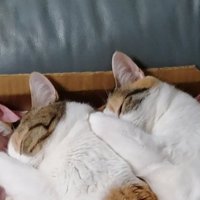 三毛猫姉妹のシンクロ寝のアップ