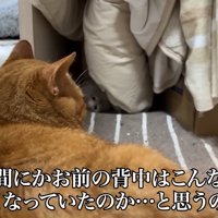 猫の背中