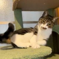 ゴロンと寝転がる猫