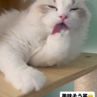 自分の肉球を舐める猫