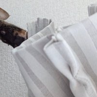 カーテンに触れる猫の前足