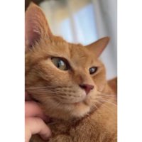 室内にいる猫