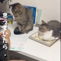 覗く猫