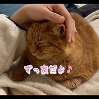 なでられる猫