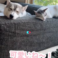 一緒に眠る猫と犬