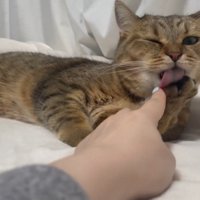 寝転がりながら毛づくろい