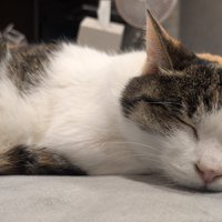 スヤスヤと眠る三毛猫