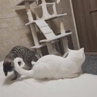 興奮する猫