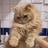 バスタブの湯船を見つめるミヌエット
