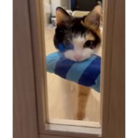 ドアの前にいる猫