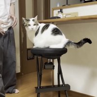 カメラ目線の猫の写真
