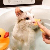 湯船に浸かっている猫