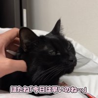 触られる猫