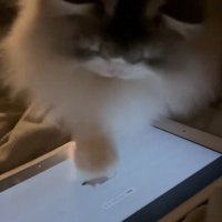 猛スピードで画面をカリカリする猫