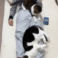眠っているママの上でくつろいでいる猫