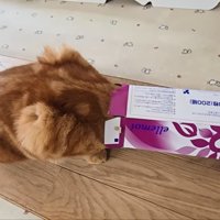 頭を突っ込む茶太郎くん