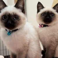 お座りをしているカメラ目線の子猫2匹