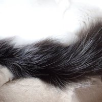 ハンモックの上に乗れている猫のしっぽと体の一部