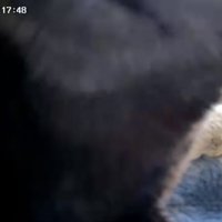 カメラに映る黒い影