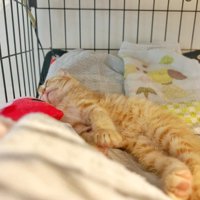 寝ている子猫