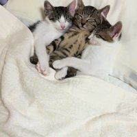 抱き合いながら寝る猫