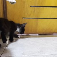 ドア下の隙間を見る子猫