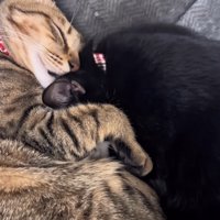 くっついて寝るキジトラ猫と黒猫
