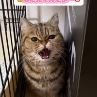 隙間で威嚇する猫