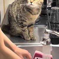 見上げる猫