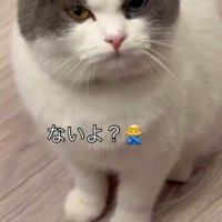 「ないよ？」と書かれている