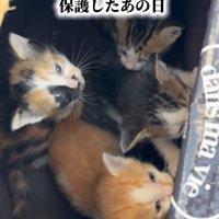 上を見ている子猫たち