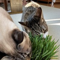 草を食べる2匹の猫1