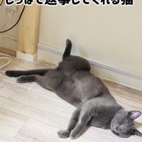 床にへそ天で寝る保護猫