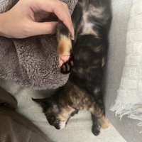 寝転がっている子猫