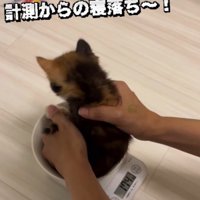 計量器の上に子猫を置く飼い主の手