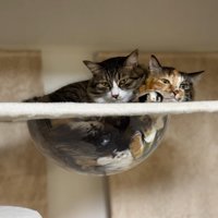 ボウルに入る2匹の猫