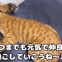 喧嘩する猫と犬