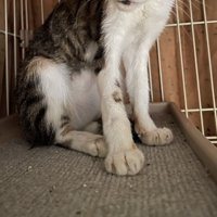 痩せている猫の体