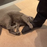 男性の足を抱きしめる猫